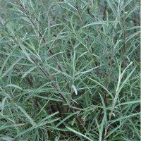 ИВА ПУРПУРНАЯ (SALIX PURPUREA) NANA ИВА ПУРПУРНАЯ (SALIX PURPUREA) NANA