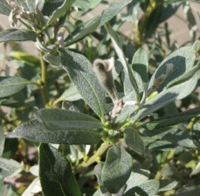 ИВА ШВЕЙЦАРСКАЯ (SALIX HELVETICA) ИВА ШВЕЙЦАРСКАЯ (SALIX HELVETICA)
