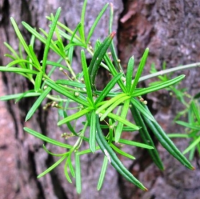 БЕРЕСКЛЕТ КАРЛИКОВЫЙ ( EUONYMUS NANUS ) БЕРЕСКЛЕТ КАРЛИКОВЫЙ ( EUONYMUS NANUS )