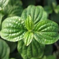 ДЕРЕН КРОВАВО-КРАСНЫЙ (CORNUS SANGUINEA) COMPRESSA ДЕРЕН КРОВАВО-КРАСНЫЙ (CORNUS SANGUINEA) COMPRESSA