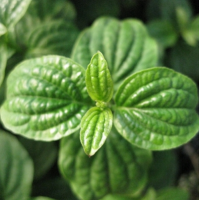 ДЕРЕН КРОВАВО-КРАСНЫЙ (CORNUS SANGUINEA) COMPRESSA