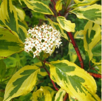 ДЕРЕН БЕЛЫЙ ( CORNUS ALBA ) SPAETHII ДЕРЕН БЕЛЫЙ ( CORNUS ALBA ) SPAETHII