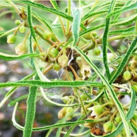 КРУШИНА ЛОМКАЯ (FRANGULA ALNUS) ASPLENIFOLIA КРУШИНА ЛОМКАЯ (FRANGULA ALNUS) ASPLENIFOLIA