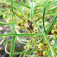 КРУШИНА ЛОМКАЯ (FRANGULA ALNUS) ASPLENIFOLIA