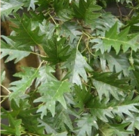 ОЛЬХА СЕРАЯ ( ALNUS INCANA ) LACINIATA ОЛЬХА СЕРАЯ ( ALNUS INCANA ) LACINIATA