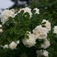 РОЗА КОЛЮЧЕЙШАЯ ( ROSA SPINOSISSIMA ) РОЗА КОЛЮЧЕЙШАЯ ( ROSA SPINOSISSIMA )