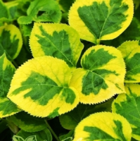 ГОРТЕНЗИЯ ЧЕРЕШКОВАЯ (HYDRANGEA PETIOLARIS) MIRINDA ГОРТЕНЗИЯ ЧЕРЕШКОВАЯ (HYDRANGEA PETIOLARIS) MIRINDA
