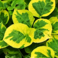 ГОРТЕНЗИЯ ЧЕРЕШКОВАЯ (HYDRANGEA PETIOLARIS) MIRINDA