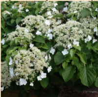 ГОРТЕНЗИЯ ЧЕРЕШКОВАЯ (HYDRANGEA PETIOLARIS) ГОРТЕНЗИЯ ЧЕРЕШКОВАЯ (HYDRANGEA PETIOLARIS)