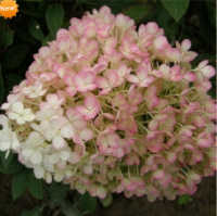 ГОРТЕНЗИЯ МЕТЕЛЬЧАТАЯ (HYDRANGEA PANICULATA) BOBO ГОРТЕНЗИЯ МЕТЕЛЬЧАТАЯ (HYDRANGEA PANICULATA) BOBO