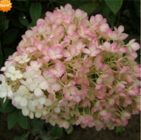 ГОРТЕНЗИЯ МЕТЕЛЬЧАТАЯ (HYDRANGEA PANICULATA) BOBO