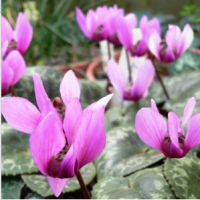 ЦИКЛАМЕН НЕАПОЛИТАНСКИЙ ИЛИ ПЛЮЩЕЛИСТНЫЙ ( CYCLAMEN NEAPOLITANUM = HEDERIFOLIUM ) ЦИКЛАМЕН НЕАПОЛИТАНСКИЙ ИЛИ ПЛЮЩЕЛИСТНЫЙ ( CYCLAMEN NEAPOLITANUM = HEDERIFOLIUM )