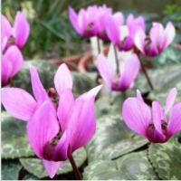 ЦИКЛАМЕН НЕАПОЛИТАНСКИЙ ИЛИ ПЛЮЩЕЛИСТНЫЙ ( CYCLAMEN NEAPOLITANUM = HEDERIFOLIUM )