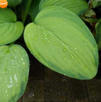 ХОСТА (HOSTA) AMBROSIA ХОСТА (HOSTA) AMBROSIA