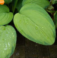 ХОСТА (HOSTA) AMBROSIA