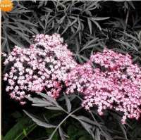 БУЗИНА ЧЕРНАЯ ( SAMBUCUS NIGRA ) BLACK LACE БУЗИНА ЧЕРНАЯ ( SAMBUCUS NIGRA ) BLACK LACE