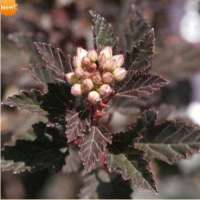 ПУЗЫРЕПЛОДНИК КАЛИНОЛИСТНЫЙ (PHYSOCARPUS OPULIFOLIUS) LITTLE DEVIL = DONNA MAY ПУЗЫРЕПЛОДНИК КАЛИНОЛИСТНЫЙ (PHYSOCARPUS OPULIFOLIUS) LITTLE DEVIL = DONNA MAY