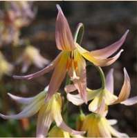 КАНДЫК ( X ERYTHRONIUM ) JOANNA КАНДЫК ( X ERYTHRONIUM ) JOANNA