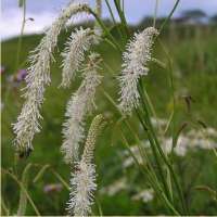 КРОВОХЛЕБКА МЕЛКОЦВЕТКОВАЯ ( SANGUISORBA PARVIFLORA ) КРОВОХЛЕБКА МЕЛКОЦВЕТКОВАЯ ( SANGUISORBA PARVIFLORA )