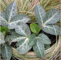 МОРОЗНИК СВИНЦОВО-СЕРЫЙ ( HELLEBORUS LIVIDUS ) МОРОЗНИК СВИНЦОВО-СЕРЫЙ ( HELLEBORUS LIVIDUS )