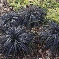 ОФИОПОГОН ПЛОСКОСТРЕЛЫЙ ( OPHIOPOGON PLANISCAPUS ) NIGRESCENS ОФИОПОГОН ПЛОСКОСТРЕЛЫЙ ( OPHIOPOGON PLANISCAPUS ) NIGRESCENS