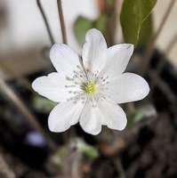 ПЕЧЕНОЧНИЦА БЛАГОРОДНАЯ ( HEPATICA NOBILIS ) F. ALBA ПЕЧЕНОЧНИЦА БЛАГОРОДНАЯ ( HEPATICA NOBILIS ) F. ALBA
