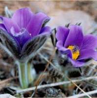 ПРОСТРЕЛ ОБЫКНОВЕННЫЙ ( PULSATILLA VULGARIS )