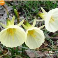 НАРЦИСС БРАНДУШКА ( X NARCISSUS BULBOCODIUM ) SPOIROT