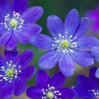 ПЕЧЕНОЧНИЦА БЛАГОРОДНАЯ (HEPATICA NOBILIS)