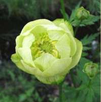 КУПАЛЬНИЦА КУЛЬТУРНАЯ ( TROLLIUS X CULTORUM ) CHEDDAR КУПАЛЬНИЦА КУЛЬТУРНАЯ ( TROLLIUS X CULTORUM ) CHEDDAR