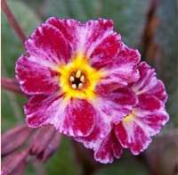 ПРИМУЛА ГИБРИДНАЯ ( X PRIMULA ) DARK ROSALEEN ПРИМУЛА ГИБРИДНАЯ ( X PRIMULA ) DARK ROSALEEN