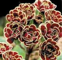 ПРИМУЛА ПОЛИАНТОВАЯ ( PRIMULA X POLYANTHA ) ELIZABETH KILLELAY ПРИМУЛА ПОЛИАНТОВАЯ ( PRIMULA X POLYANTHA ) ELIZABETH KILLELAY