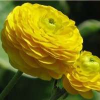 ЛЮТИК ЕДКИЙ ( RANUNCULUS ACRIS ) GOLD ROSE