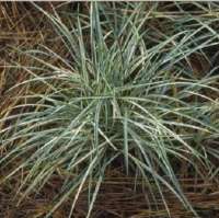 ОФИОПОГОН ЯПОНСКИЙ ( OPHIOPOGON JAPONICUS ) SILVER MIST ОФИОПОГОН ЯПОНСКИЙ ( OPHIOPOGON JAPONICUS ) SILVER MIST