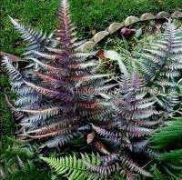 КОЧЕДЫЖНИК НИППОНСКИЙ (ATHYRIUM NIPONICUM) METALLICA