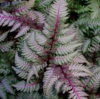 КОЧЕДЫЖНИК НИППОНСКИЙ (ATHYRIUM NIPONICUM) RED BEAUTY КОЧЕДЫЖНИК НИППОНСКИЙ (ATHYRIUM NIPONICUM) RED BEAUTY