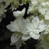 ГОРТЕНЗИЯ ДРЕВОВИДНАЯ ( HYDRANGEA ARBORESCENS ) HAYES STARBURST ГОРТЕНЗИЯ ДРЕВОВИДНАЯ ( HYDRANGEA ARBORESCENS ) HAYES STARBURST