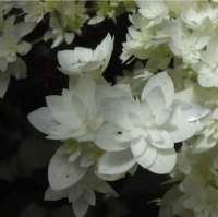 ГОРТЕНЗИЯ ДРЕВОВИДНАЯ ( HYDRANGEA ARBORESCENS ) HAYES STARBURST