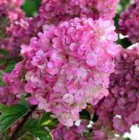 ГОРТЕНЗИЯ МЕТЕЛЬЧАТАЯ ( HYDRANGEA PANICULATA ) SANDAE FRAISE