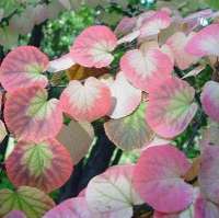БАГРЯННИК ЯПОНСКИЙ ИЛИ КРУГЛОЛИСТНИК ( CERCIDIPHYLLUM JAPONICUM ) БАГРЯННИК ЯПОНСКИЙ ИЛИ КРУГЛОЛИСТНИК ( CERCIDIPHYLLUM JAPONICUM )