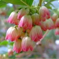 ЭНКИАНТУС КОЛОКОЛЬЧАТЫЙ (ENKIANTHUS CAMPANULATUS) ЭНКИАНТУС КОЛОКОЛЬЧАТЫЙ (ENKIANTHUS CAMPANULATUS)
