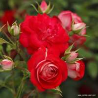 Rosige Landdrostei Rosige Landdrostei