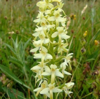 ЛЮБКА ДВУЛИСТНАЯ ( PLATANTHERA BIFOLIA ) ЛЮБКА ДВУЛИСТНАЯ ( PLATANTHERA BIFOLIA )