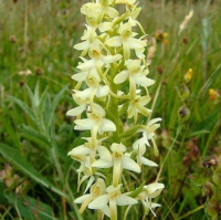 ЛЮБКА ДВУЛИСТНАЯ ( PLATANTHERA BIFOLIA )