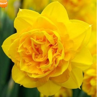 НАРЦИСС (NARCISSUS) DOUBLE TETE-A-TETE