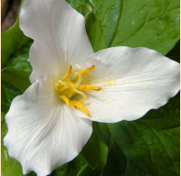 ТРИЛЛИУМ КРУПНОЦВЕТКОВЫЙ ( TRILLIUM GRANDIFLORUM ) ТРИЛЛИУМ КРУПНОЦВЕТКОВЫЙ ( TRILLIUM GRANDIFLORUM )