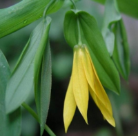 УВУЛЯРИЯ КРУПНОЦВЕТКОВАЯ ( UVULARIA GRANDIFLORA ) УВУЛЯРИЯ КРУПНОЦВЕТКОВАЯ ( UVULARIA GRANDIFLORA )