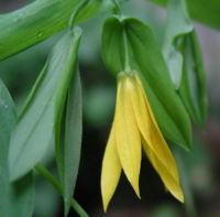 УВУЛЯРИЯ КРУПНОЦВЕТКОВАЯ ( UVULARIA GRANDIFLORA )