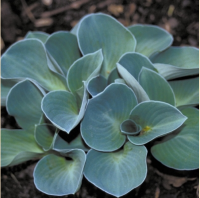 ХОСТА ( HOSTA ) BLUE MOUSE EARS ХОСТА ( HOSTA ) BLUE MOUSE EARS