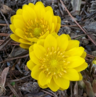 АДОНИС АМУРСКИЙ (ADONIS AMURENSIS) FUKUJUKAI АДОНИС АМУРСКИЙ (ADONIS AMURENSIS) FUKUJUKAI